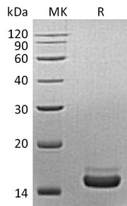 Recombinant Mouse PLA2G1B (C-6His)
