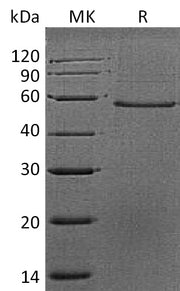 Recombinant Mouse DPT (C-Fc)