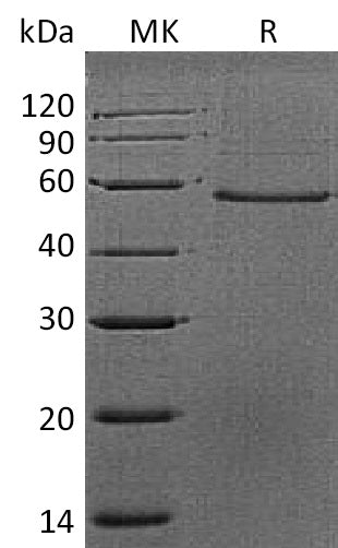 Recombinant Mouse DPT (C-Fc)