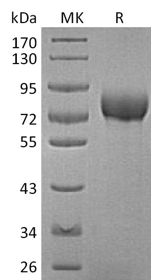 Recombinant Human BCAM (C-6His)