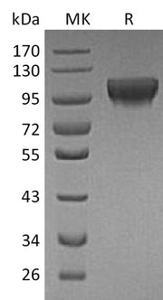 Recombinant Human HER4 (C-6His)