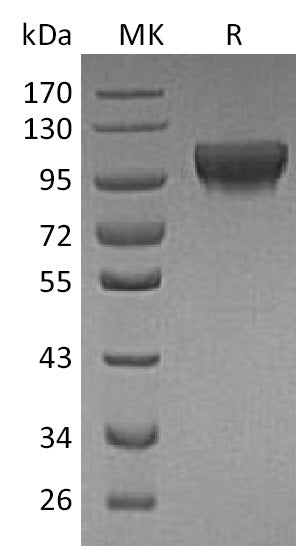 Recombinant Human HER4 (C-6His)