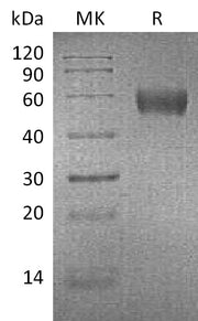 Recombinant Mouse ApoH (C-6His)