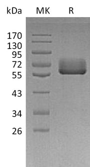 Recombinant Human BTN2A2 (C-Fc)