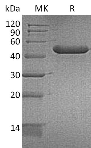 Recombinant Mouse CHI3L3 (C-6His)