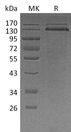 Recombinant Human THBS1 (C-10His)