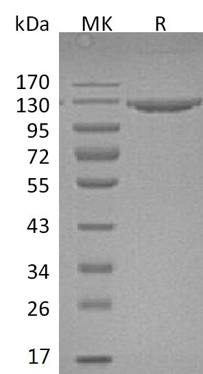 Recombinant Mouse VCAM-1 (C-Fc)