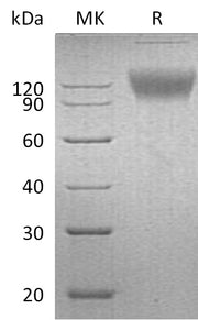 Recombinant Mouse SIRPA (C-Fc)