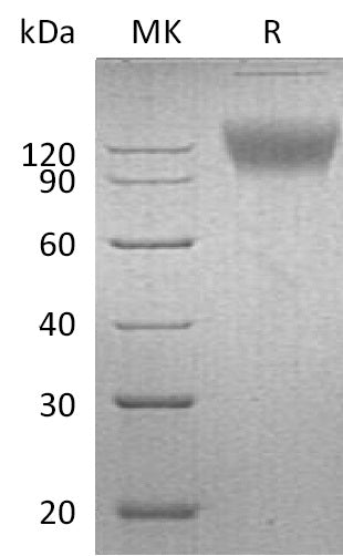 Recombinant Mouse SIRPA (C-Fc)