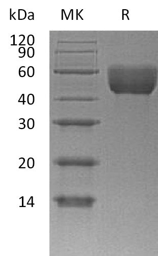 Recombinant Mouse CD147 (C-6His)