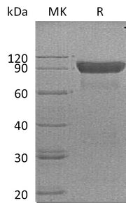 Recombinant Human SIRPA (C-Fc)