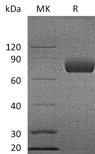 Recombinant Cynomolgus B7-1 (C-Fc)