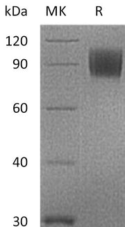 Recombinant Cynomolgus B7-2 (C-Fc)