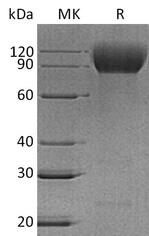 Recombinant Mouse SIRPA (C-MIgG2a)