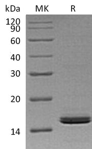 Recombinant Human RBP2