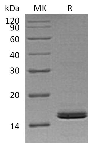 Recombinant Human RBP2