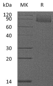 Biotinylated Mouse CD36 (C-Avi-6His)