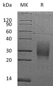 Biotinylated Mouse TRAIL R2 (C-Avi-6His)