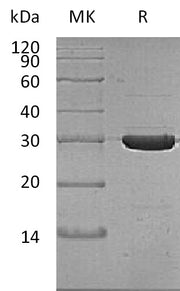 Recombinant Thermobifida Fusca Cutinase (C-6His)