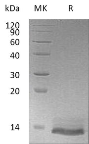 Recombinant Human Osteocrin (N-6His)