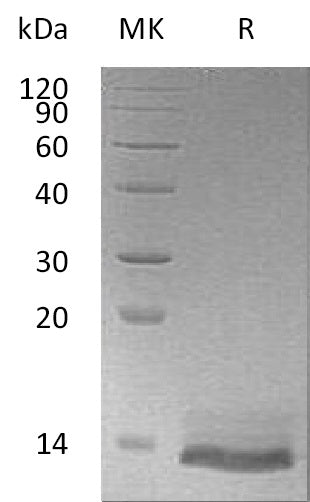 Recombinant Human Osteocrin (N-6His)