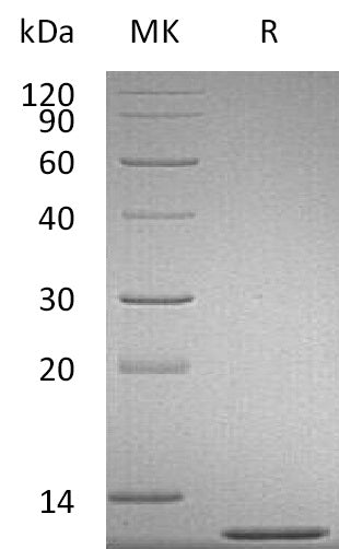Recombinant Mouse CCL2
