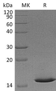 Recombinant Mouse Cystatin B (N-6His)