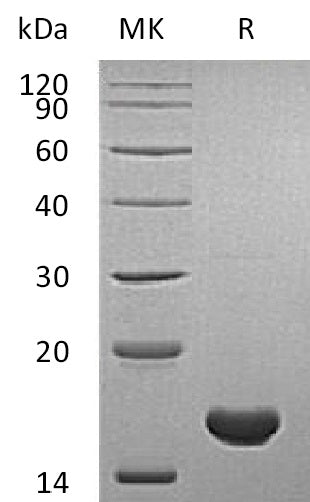 Recombinant Human CYPA