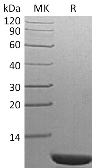 Recombinant S. cerevisiae TIM14