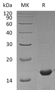 Recombinant Mouse CYPA