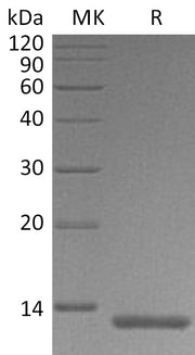 Recombinant Human S100A4 (C-6His)