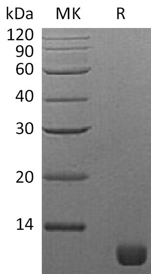Recombinant S. cerevisiae TIM16