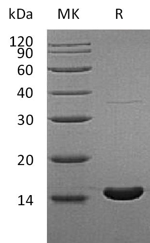 Recombinant Human RBP5