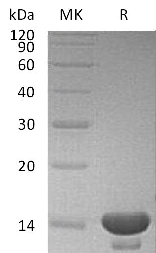 Recombinant Human CST3