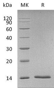 Recombinant Human S100A7