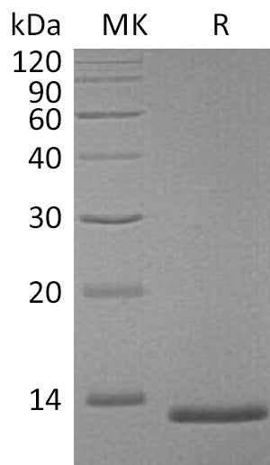 Recombinant Mouse S100A4 (C-6His)