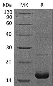 Recombinant Human Myoglobin (C-6His)