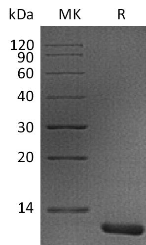 Recombinant Human S100A11