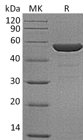 Recombinant Human ENO2 (N-6His)