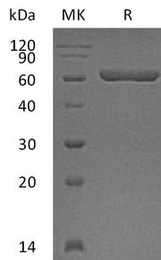 Recombinant Human Galectin-9 (N-GST)