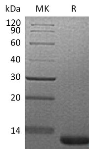 Recombinant Mouse LR3-IGF-1 (C-6His)