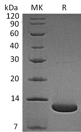 Recombinant Human C5a