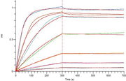 Recombinant Cynomolgus TSLP (C-6His)