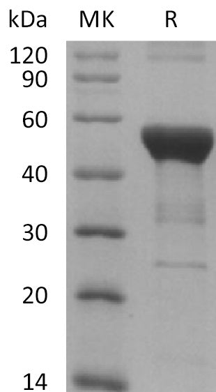 Recombinant Human NFKB1 (N-6His)