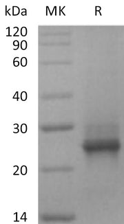 Recombinant Human KRAS (G12C, N-6His)