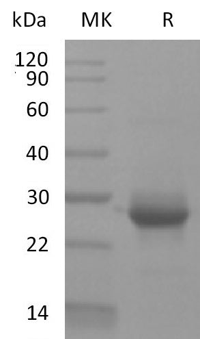 Recombinant Human KRAS (G12V, N-6His)