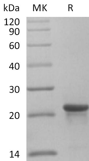 Recombinant Human KRAS4B (G12C, N-6His)