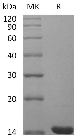 Recombinant Mouse FGF-4