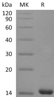 Recombinant Human FGF-4 (136AA)