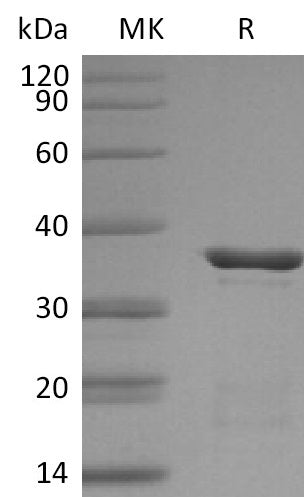 Recombinant Human Galectin-4 (C-6His)